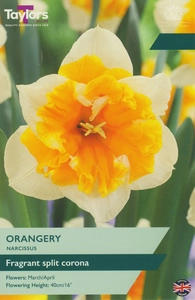 Narcissus Orangery