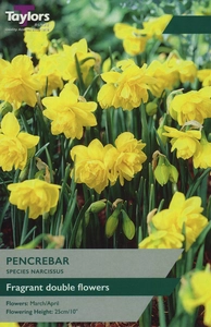 Narcissi Pencrebar