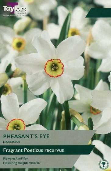 Narcissus Pheasants Eye