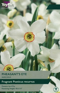Narcissus Pheasants Eye