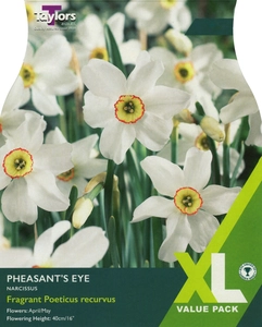Narcissus Pheasants Eye