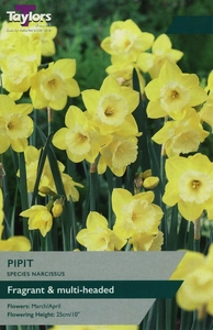 Narcissi Pipit