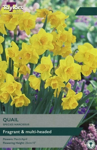 Narcissi Quail