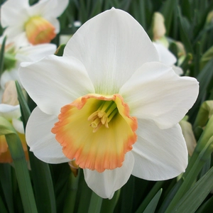 Narcissi Rainbow Bulk Bag