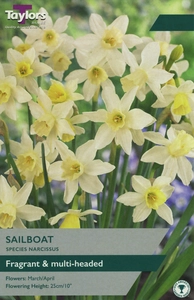 Narcissus Sailboat