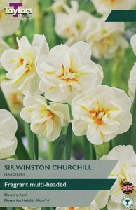 Narcissus Sir Winston Churchill