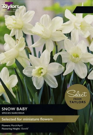 Narcissus Snow Baby