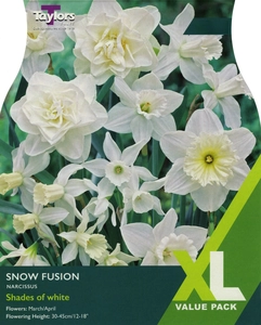 Narcissi Snow Fusion