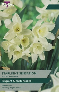Narcissus Starlight Sensation