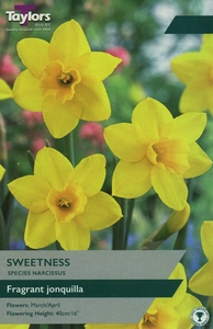 Narcissi Sweetness