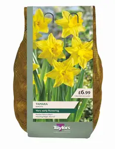 Narcissi Tamara Carri-Pack