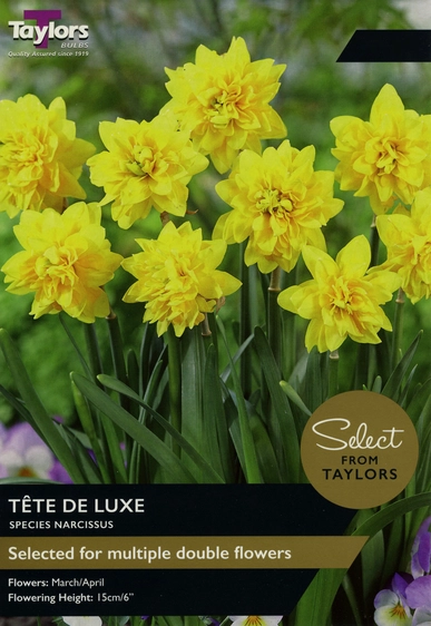 Narcissus Tete De Luxe