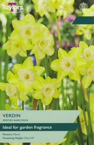 Narcissus Verdin