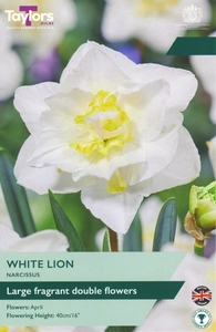 Narcissus White Lion