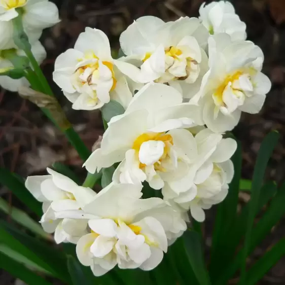 Narcissus 'Bridal Crown' 9cm