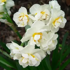 Narcissus 'Bridal Crown'