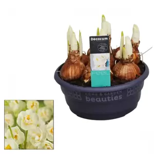 Narcissus 'Bridal Crown' 16cm Bowl - image 3