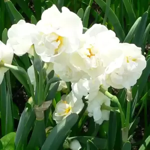 Narcissus 'Bridal Crown' 16cm Bowl - image 2