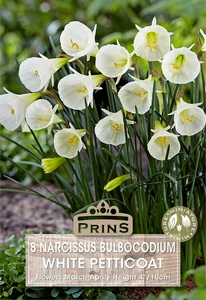 Narcissus bulbocodium White Petticoat