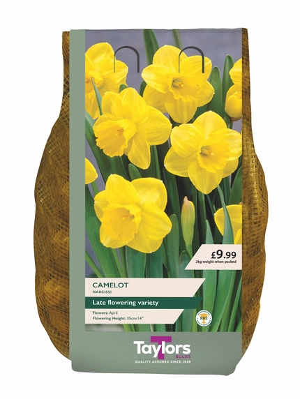 Narcissus Camelot Carri-Pack