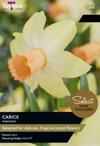 Narcissus Carice