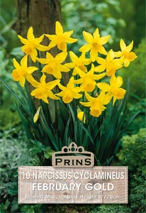 Narcissus cyclamineus February Gold - 10 Bulbs - image 1