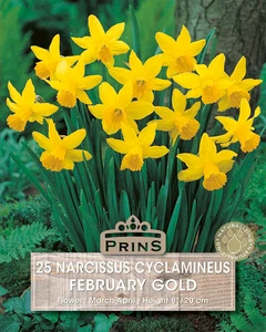 Narcissus cyclamineus February Gold - 10 Bulbs - image 2