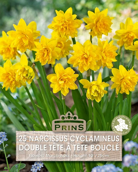 Narcissus cyclamineus Tete A Tete Boucle