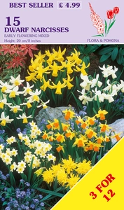 Narcissus Early Dwarf Mix
