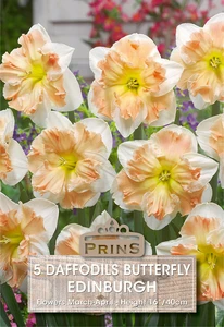 Narcissus Edinburgh