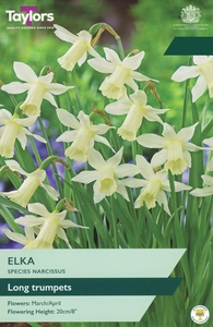 Narcissus Elka