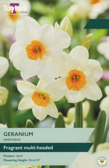 Narcissus Geranium