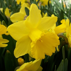 Narcissus Golden Trumpets Bulk Bag