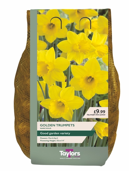Narcissus Golden Trumpets Carri-Pack