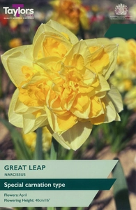 Narcissus Great Leap