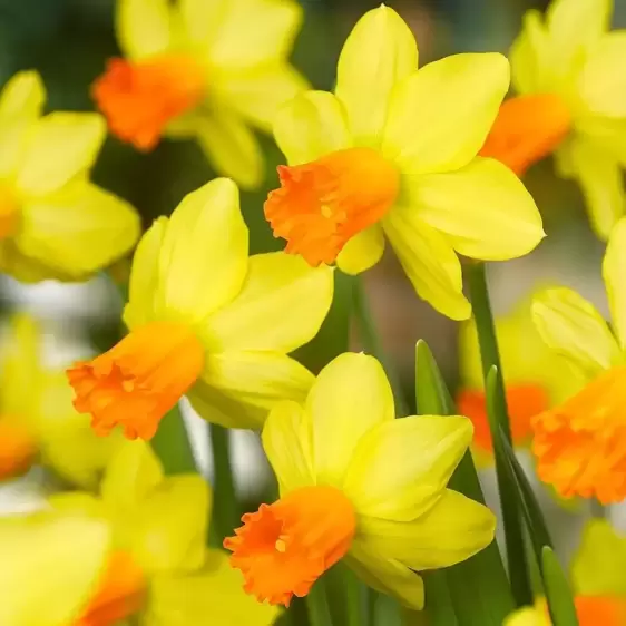 Narcissus 'Jetfire' 6 Pack