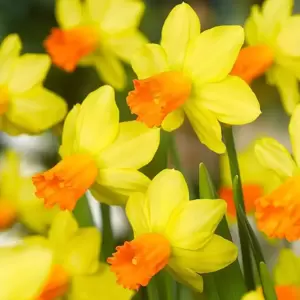 Narcissus 'Jetfire' 9cm