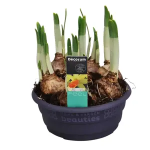 Narcissus 'Jetfire' 16cm Bowl - image 2