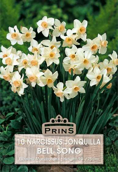 Narcissus jonquilla Bell Song