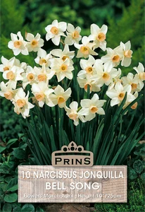 Narcissus jonquilla Bell Song