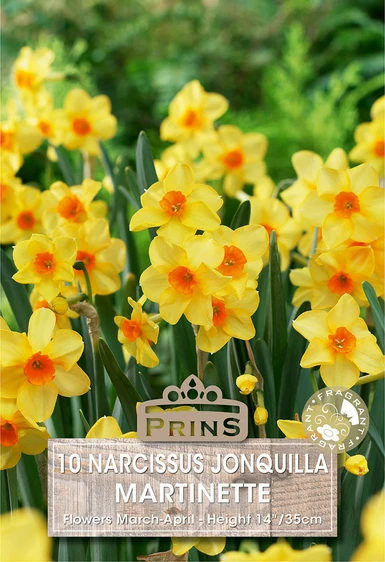Narcissus jonquilla Martinette