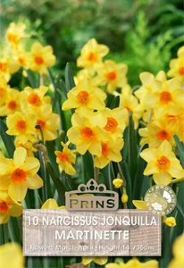 Narcissus jonquilla Martinette