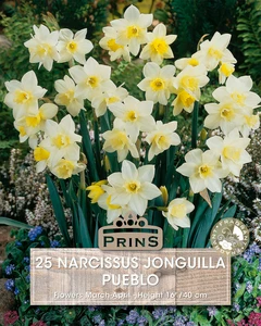 Narcissus jonquilla Pueblo