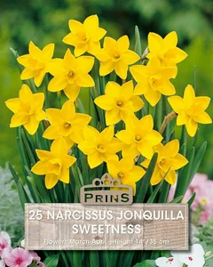Narcissus jonquilla Sweetness