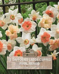 Narcissus Large Cupped Pink Mix