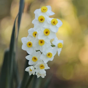 Narcissus 'Minnow' 6 Pack