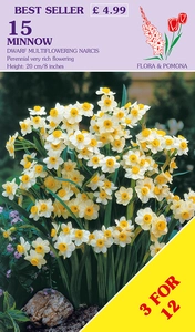 Narcissus Minnow