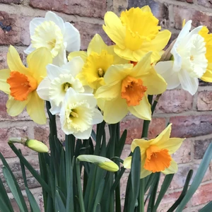 Narcissus Naturalising Mix Bulk Bag