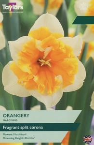 Narcissus Orangery