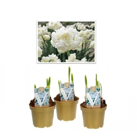 Narcissus 'Paperwhite Erlicheer'